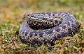 Male Adder Flicking Tongue
